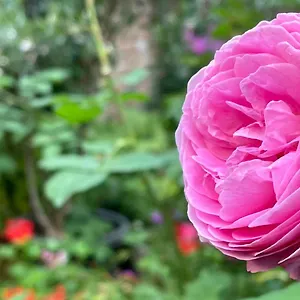 Cozy Rosy, Dein Feinzeit Bamberg